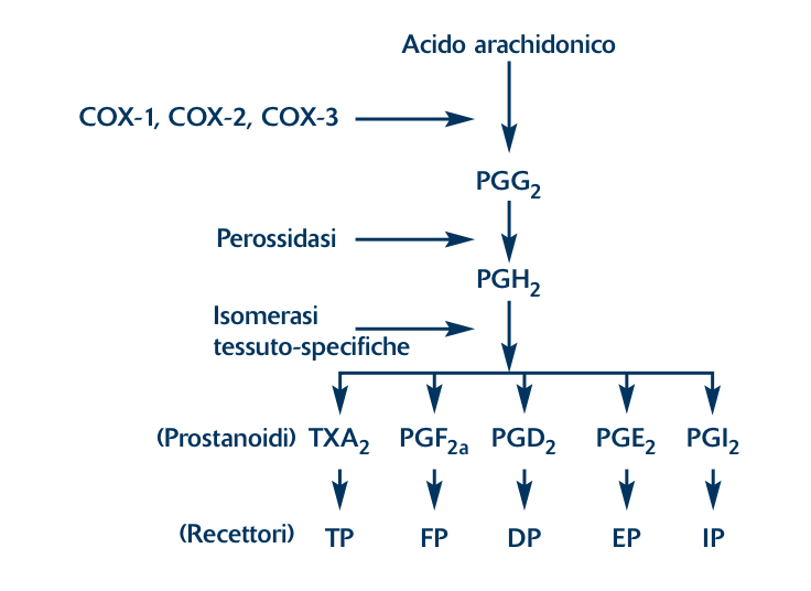 Dall’acido arachidonico ai prostanoidi (modificata da 3)