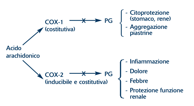 Effetto dell’inibizione (X) dei FANS su COX-1 e COX-2 (modificata da 3)