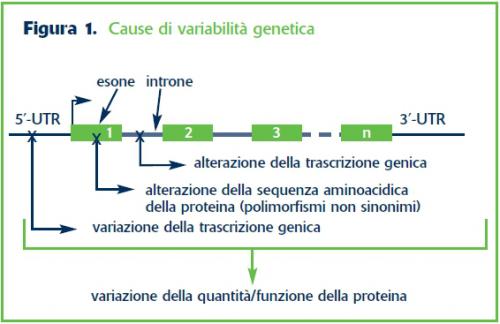 Cause di variabilità genetica